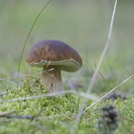 In A Fantastic Location Just 20 M From Boruja In Rekowo *