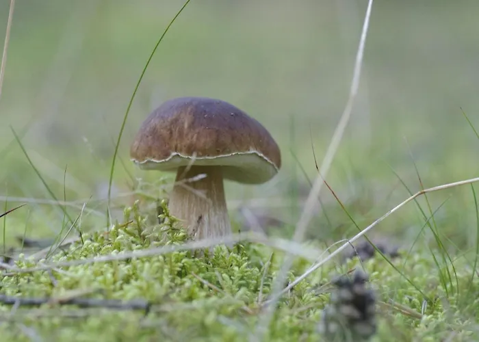 In A Fantastic Location Just 20 M From Boruja In Rekowo *